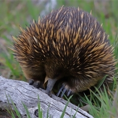 Tachyglossus aculeatus at Throsby, ACT - 23 Oct 2024