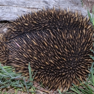 Tachyglossus aculeatus at Throsby, ACT - 23 Oct 2024