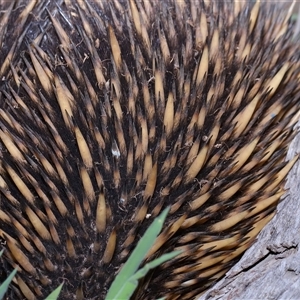 Tachyglossus aculeatus at Throsby, ACT - 23 Oct 2024