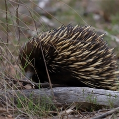 Tachyglossus aculeatus (Short-beaked Echidna) at Throsby, ACT - 23 Oct 2024 by TimL