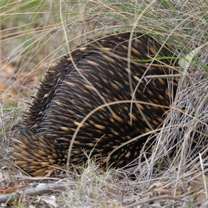 Tachyglossus aculeatus at Forde, ACT - 23 Oct 2024 11:33 AM