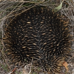 Tachyglossus aculeatus at Forde, ACT - 23 Oct 2024 11:33 AM