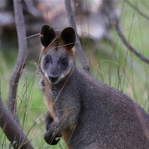 Wallabia bicolor at Throsby, ACT - 23 Oct 2024