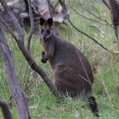 Wallabia bicolor at Throsby, ACT - 23 Oct 2024 11:10 AM