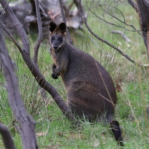 Wallabia bicolor at Throsby, ACT - 23 Oct 2024