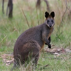 Wallabia bicolor at Throsby, ACT - 23 Oct 2024