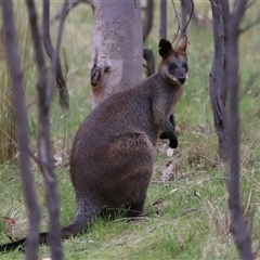 Wallabia bicolor at Throsby, ACT - 23 Oct 2024 11:10 AM