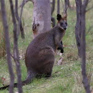 Wallabia bicolor at Throsby, ACT - 23 Oct 2024 11:10 AM