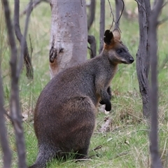 Wallabia bicolor at Throsby, ACT - 23 Oct 2024