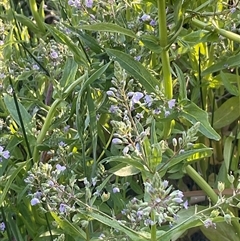 Veronica anagallis-aquatica (Blue Water Speedwell) at O'Malley, ACT - 24 Oct 2024 by Mike