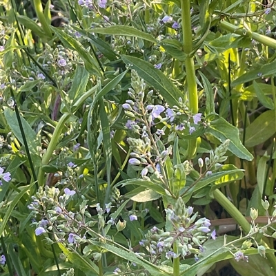 Veronica anagallis-aquatica (Blue Water Speedwell) at O'Malley, ACT - 24 Oct 2024 by Mike