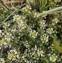 Rorippa nasturtium-aquaticum (Watercress) at O'Malley, ACT - 24 Oct 2024 by Mike