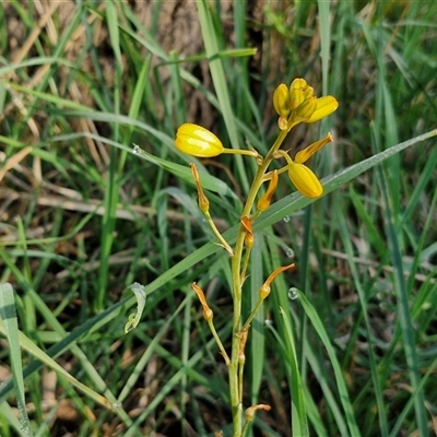 Bulbine bulbosa (Golden Lily, Bulbine Lily) at Collector, NSW - 25 Oct 2024 by trevorpreston