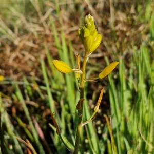 Bulbine bulbosa at Collector, NSW - 25 Oct 2024 07:35 AM