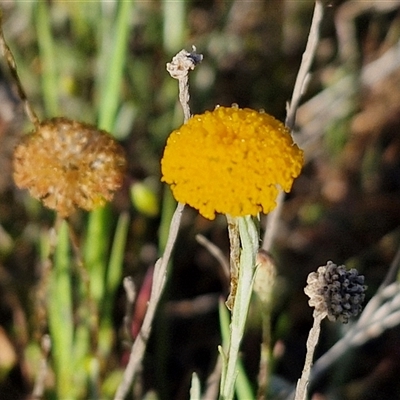 Leptorhynchos squamatus subsp. squamatus (Scaly Buttons) at Collector, NSW - 25 Oct 2024 by trevorpreston