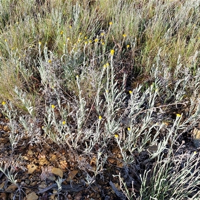 Chrysocephalum apiculatum (Common Everlasting) at Collector, NSW - 25 Oct 2024 by trevorpreston