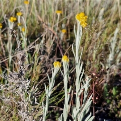 Chrysocephalum apiculatum at Collector, NSW - 25 Oct 2024 07:33 AM