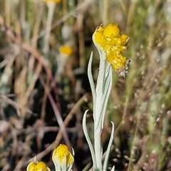 Chrysocephalum apiculatum at Collector, NSW - 25 Oct 2024 07:33 AM