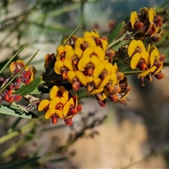 Daviesia mimosoides (Bitter Pea) at Collector, NSW - 24 Oct 2024 by trevorpreston