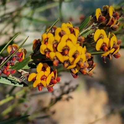 Daviesia mimosoides (Bitter Pea) at Collector, NSW - 25 Oct 2024 by trevorpreston