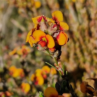 Dillwynia sericea (Egg And Bacon Peas) at Collector, NSW - 25 Oct 2024 by trevorpreston