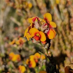 Dillwynia sericea at Collector, NSW - 25 Oct 2024