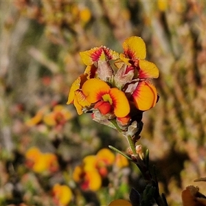 Dillwynia sericea at Collector, NSW - 25 Oct 2024