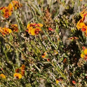 Dillwynia sericea at Collector, NSW - 25 Oct 2024