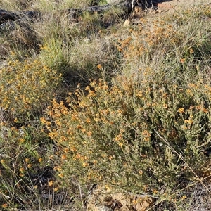 Dillwynia sericea at Collector, NSW - 25 Oct 2024