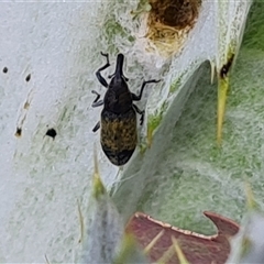 Lixus cardui (Thistle Stem-borer Weevil) at O'Malley, ACT - 24 Oct 2024 by Mike