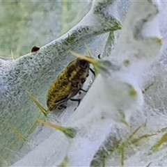 Lixus cardui at O'Malley, ACT - 25 Oct 2024 08:00 AM