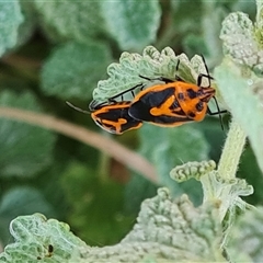 Agonoscelis rutila (Horehound bug) at O'Malley, ACT - 24 Oct 2024 by Mike