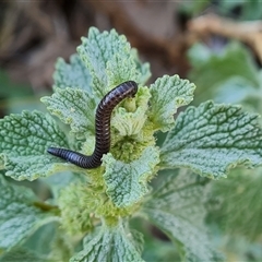 Ommatoiulus moreleti (Portuguese Millipede) at O'Malley, ACT - 24 Oct 2024 by Mike