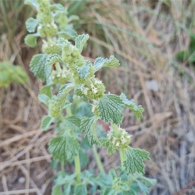 Marrubium vulgare (Horehound) at O'Malley, ACT - 25 Oct 2024 by Mike