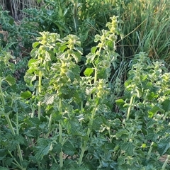 Marrubium vulgare at O'Malley, ACT - 25 Oct 2024