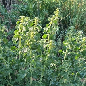 Marrubium vulgare at O'Malley, ACT - 25 Oct 2024