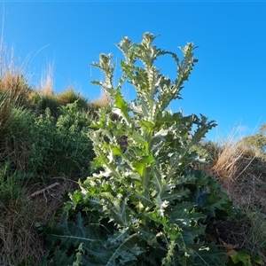 Onopordum acanthium at O'Malley, ACT - 25 Oct 2024