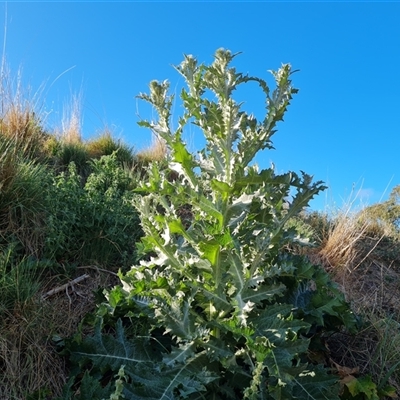 Onopordum acanthium at O'Malley, ACT - 24 Oct 2024 by Mike