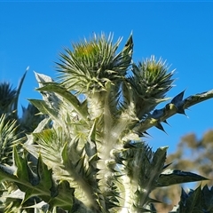 Onopordum acanthium at O'Malley, ACT - 25 Oct 2024