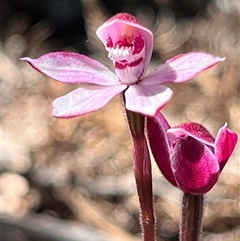 Caladenia alpina (Mountain Caps) at Freycinet, TAS - 23 Oct 2024 by Clarel