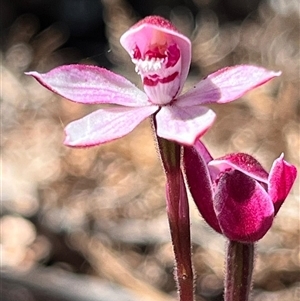 Caladenia alpina at Freycinet, TAS - 24 Oct 2024