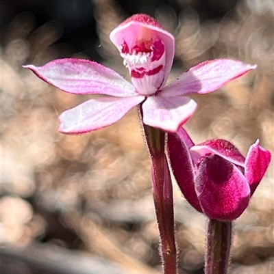 Caladenia alpina (Mountain Caps) at Freycinet, TAS - 23 Oct 2024 by Clarel