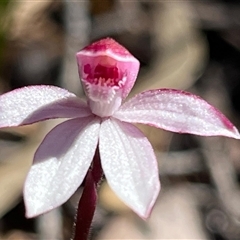 Caladenia alpina at Freycinet, TAS - 24 Oct 2024