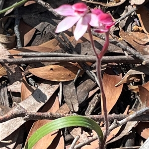 Caladenia alpina at Freycinet, TAS - suppressed