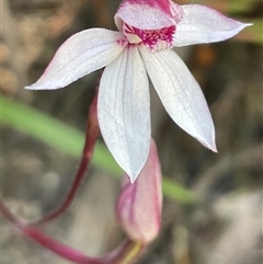 Caladenia alpina at Freycinet, TAS - 24 Oct 2024