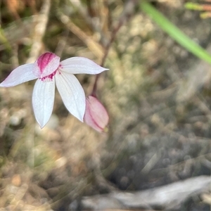 Caladenia alpina at Freycinet, TAS - 24 Oct 2024