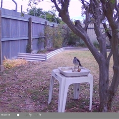 Manorina melanocephala (Noisy Miner) at North Albury, NSW - 17 Oct 2024 by Darcy