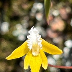 Dockrillia striolata (Streaked Rock Orchid) at Freycinet, TAS - 24 Oct 2024 by Clarel