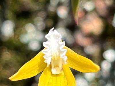 Dockrillia striolata (Streaked Rock Orchid) at Freycinet, TAS - 23 Oct 2024 by Clarel