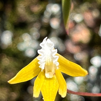 Dockrillia striolata (Streaked Rock Orchid) at Freycinet, TAS - 24 Oct 2024 by Clarel